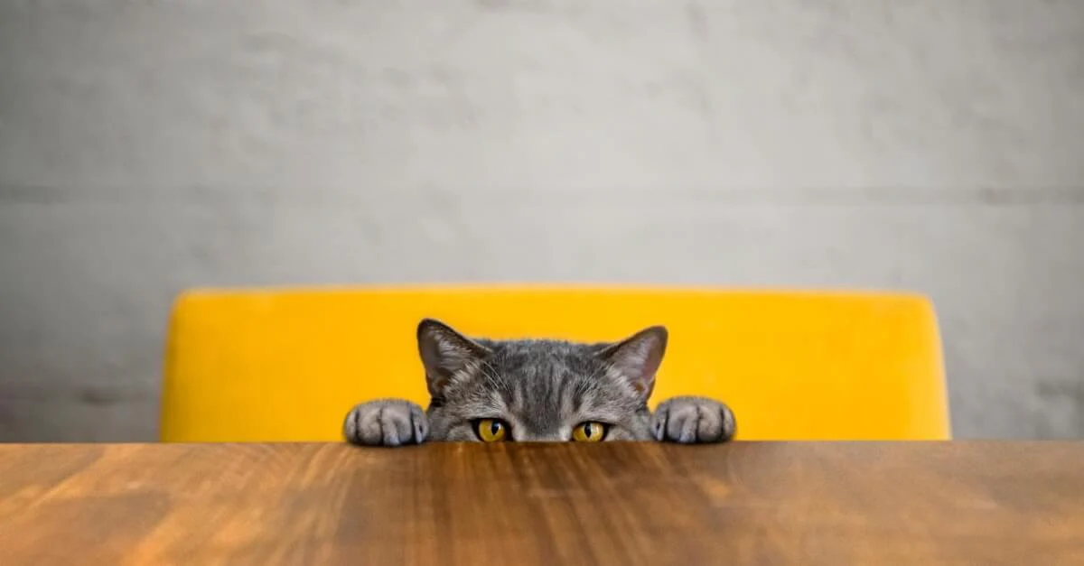 Essential Oils and Cats