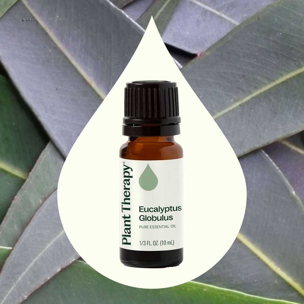 Eucalyptus Globulus Essential Oil - 10ml - 1