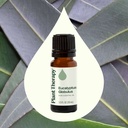 Eucalyptus Globulus Essential Oil - 10ml - 1