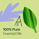 Balance Essential Oil Blend - 10ml - 3