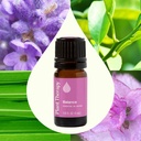 Balance Essential Oil Blend - 10ml - 1