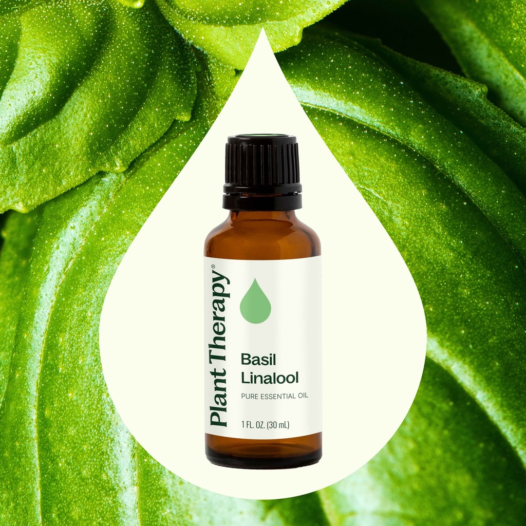 Basil Linalool Essential Oil - 10ml - 1