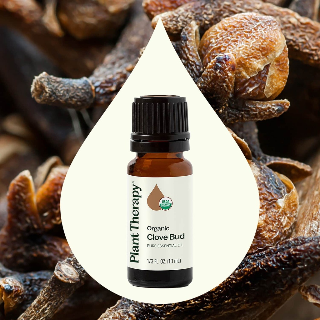 Clove Bud Essential Oil - 10ml - 1